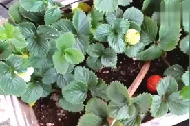 盆栽的草莓夏天不结果？看我怎样让它在盛夏结果视频封面