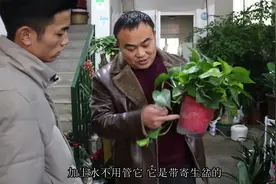 农村小伙带你了解花卉，干货满满