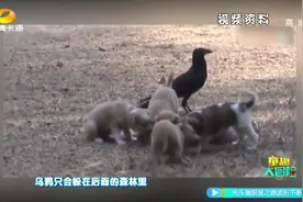 乌鸦竟飞过来啄狗毛 还与狗狗抢食物 甚至飞家中偷衣架建窝视频封面