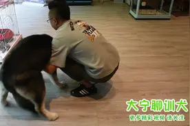 阿拉斯加犬会撅屁股，3分钟教你如何让狗狗学会，太厉害了！