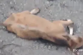 公牛不小心从车上跳下来，怎么也爬不起来，结果是这样的！视频封面