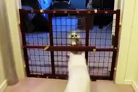 猫咪妈妈教小猫咪翻越栅栏，成功后猫妈主动奖励小猫咪，太可爱了图片