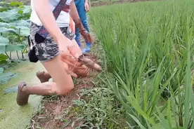 农村女娃赤脚下水稻田摸龙虾，弄得一身泥巴！视频封面