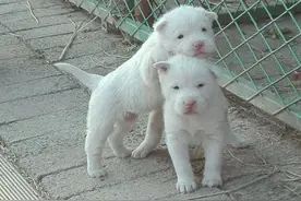 世界排名第三中华名猎犬:少数民族的下司犬又靓又壮图片