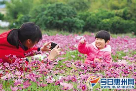 博罗横河镇西群村20亩格桑花 花期持续至4月图片