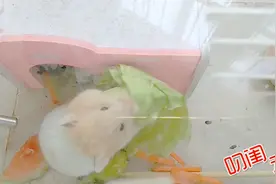 叼闺老爸：金丝熊大夏天储藏食物，吃货的世界你永远不懂视频封面