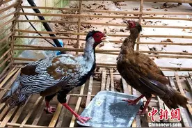 云南一村民偶得野蛋 孵出国家二级保护动物白鹇后上交图片