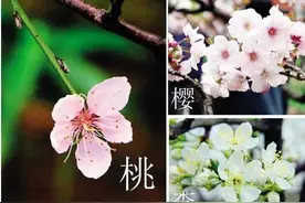 如何区别桃花、杏花、李花、樱花、梨花和梅花?图片