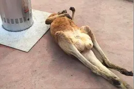 它是只住着人类灵魂的动物，每天这样懒洋洋晒太阳，笑到崩溃！图片