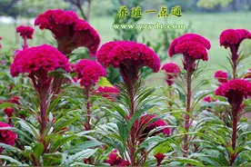 鸡冠花的营养成份--畜禽好饲料图片