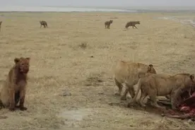 3只狮子惨遭鬣狗群包围，双方未发生恶战，却发生了这一幕！图片