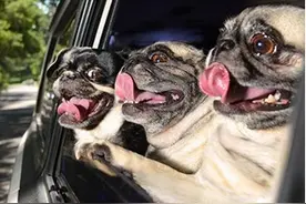 带狗狗出去兜风，它开心的把头伸出窗外，被风吹出的造型让人笑翻图片