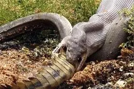 蟒蛇吃掉鳄鱼后，7天内肚子里的恐怖变化，x光都照得一清二楚！图片