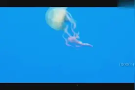 实拍鱼被生物活吞 这种生物一摸就完蛋，千万不要碰视频封面