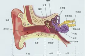 友谊科普宝宝突然耳朵疼该怎么办图片