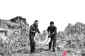 黄金蟒银环蛇菜花蛇 频现昆明市区咋回事图片