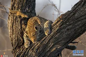 南非豹子树上睡觉 松鼠不惧危险凑近“看热闹”图片