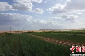 重庆高校教授破解世界难题 沙漠“变沙为土”成现实图片