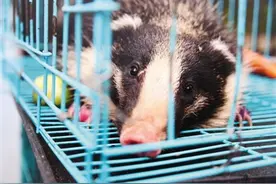 爪子锐利 攻击性强 哪儿冒出只猪獾 狗见了都怕图片