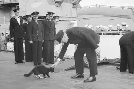 猫咪旅行简史图片