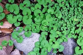 农村是个宝！这种墙角植物，能祛风除湿，治疗湿疹冻疮！图片