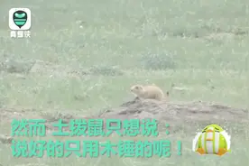 说好的只用木锤！国外土拨鼠泛滥 牧民持枪狙击