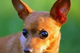 弹跳力最高可达1.8米的微型犬:鹿犬纯种一条价值几万图片