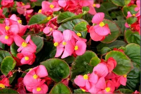 盆栽知识|四季海棠几乎全年开花，来看看怎么养图片