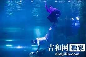 海底穿梭与鲨鱼共舞：长春“美人鱼”的“两栖”生活图片
