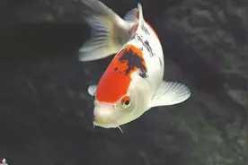 名师指路，教你养好这条“观赏鱼之王”图片