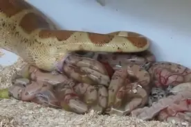 蛇竟然生的不是蛋，直接就生小蛇出来了！