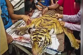 印尼村民杀死一只濒危老虎并将其剥皮吃肉视频封面