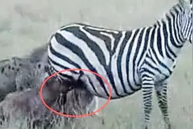 鬣狗群活吃怀孕母斑马，公斑马无能为力只能眼睁睁的看着妻儿受难视频封面