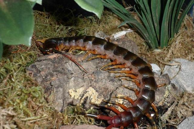 世界上最大的蜈蚣,体形粗壮性情凶猛,能吐出可怕的毒汁