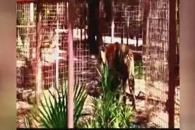 老虎20岁了，相当于人类一百岁，精神萎靡瘦骨嶙峋，看着可怜视频封面