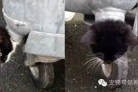 流浪小猫头卡垃圾桶下水孔不断挣扎呼救，消防员紧急出手让它自由图片