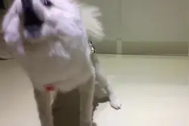 厉害了！发怒狂吠的小博美，叫起来连主人都止不住
