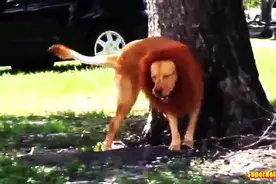 超搞笑，小伙把狗扮成狮子的模样来吓路人，但最后自己却悲剧了视频封面