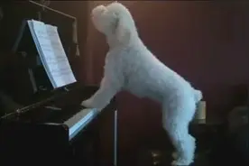 会唱歌的狗狗，你们有几个唱的比它好？图片