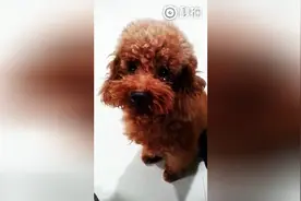 泰迪偷吃槟榔被主人骂哭了，这委屈的小眼神，好心疼！图片