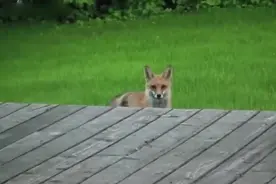 罕见狐狸叫！从来不知道狐狸原来这么叫