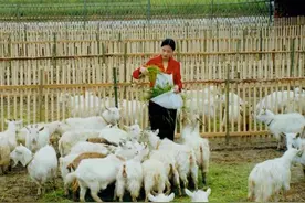 农村这5个养殖项目最赚钱，强烈推荐收藏！利润非常可观