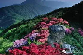 千里挺进大别山，这个杜鹃王国再次惊艳了世界！图片