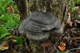 ​荒野求生如何生火及携带火种？图片