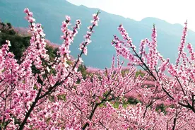 六盘水营盘三月桃花开 只等春风人面来图片