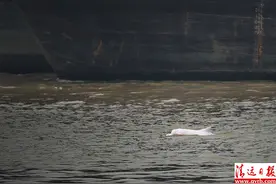 “美人鱼”误入北江主航道 中华白海豚首现清远境内图片