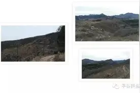 平谷民俗：乡间地头宝物丛生--莱（lái）野菜大作战图片