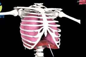 3D动画课堂｜呼吸过程是怎样发生的脊柱旋转对呼吸功能有什么影响视频封面