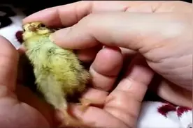 狗狗与小鸟的互动，狗狗还回头与主人对视视频封面