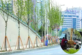 十堰城区补种各类行道树3500株 成活率达到98%图片